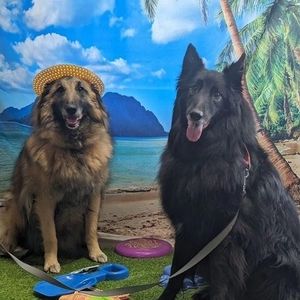 Meet your Posher, Dee